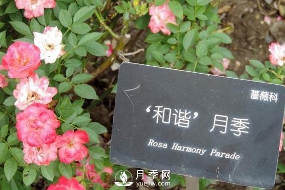 1種酸泡2小時，月季扦插生根快，白根長10厘米，生根13條(圖2)
