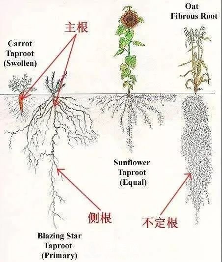 苗木養(yǎng)護(hù)，詳細(xì)的『植物根部』知識普及！(圖2)