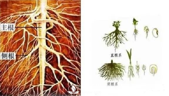 苗木養(yǎng)護(hù)，詳細(xì)的『植物根部』知識普及！(圖3)
