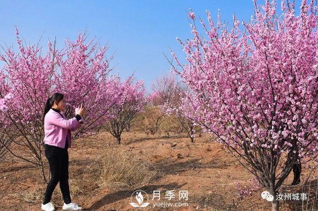 汝州新晉打卡地花開成海，你來過了嗎？(圖2)