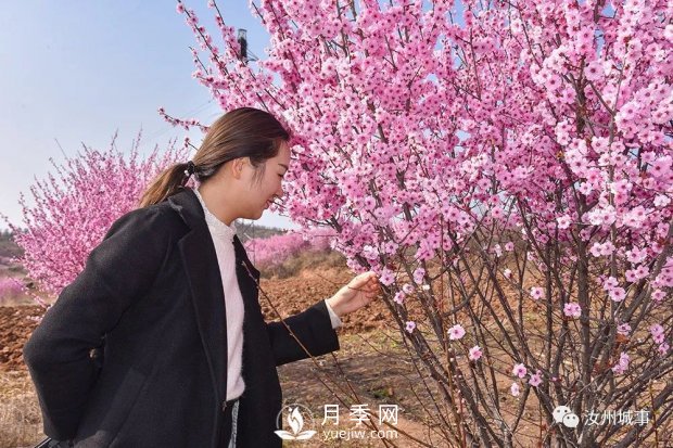 汝州新晉打卡地花開成海，你來過了嗎？(圖1)