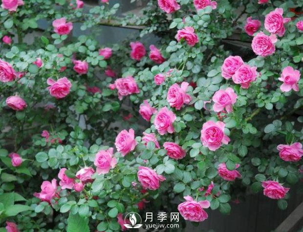 爬藤月季，一顆就能把院子打造成一花海(圖1)