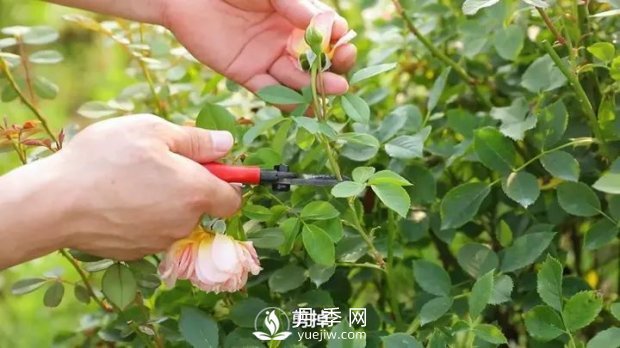 藤本月季輕松復(fù)花指南(圖2)
