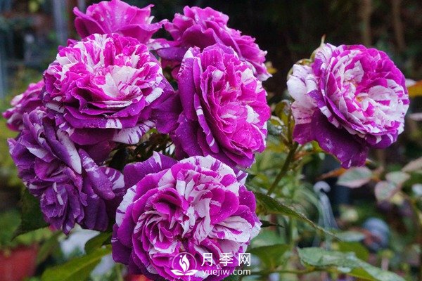 芬芳寶石和躲躲藏藏月季如何養(yǎng)？(圖1)