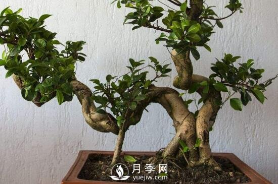 怎樣培養(yǎng)榕樹盆景的氣根和板根？(圖1)