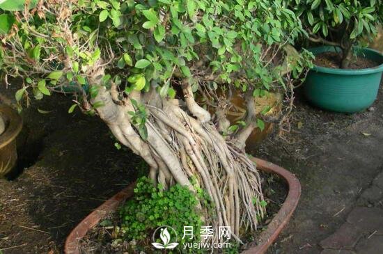 榕樹盆景的養(yǎng)殖方法和注意事項(圖1)