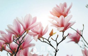 紫玉蘭名為辛夷，其實是份“心意”！了解玉蘭文化(圖2)