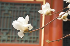 紫玉蘭名為辛夷，其實是份“心意”！了解玉蘭文化(圖4)