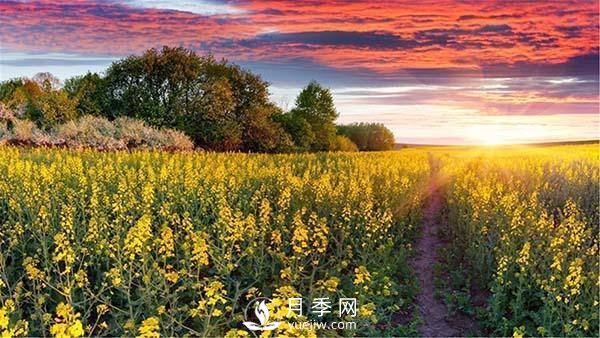 “花經(jīng)濟(jì)”如何才能“常開不敗”？(圖1)