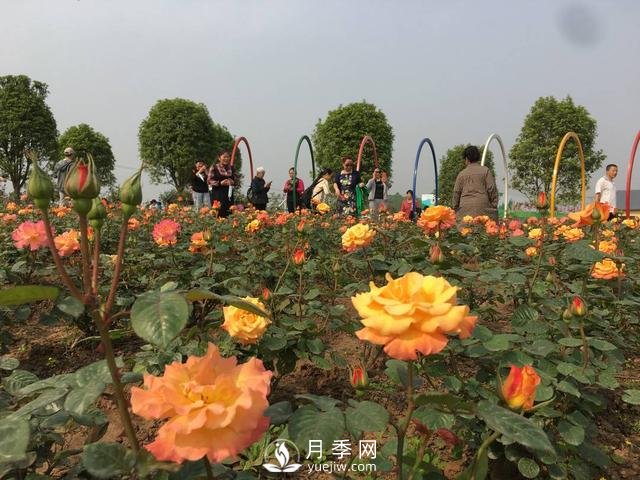 四川自貢月季花海盛放迎客 百萬(wàn)株月季吸引近萬(wàn)市民打卡(圖1)