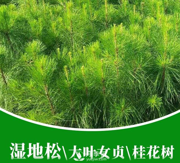 南陽(yáng)市桐柏縣濕地松杯苗批發(fā)基地(圖1)