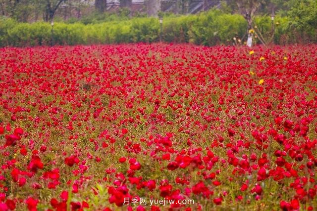 四川南允30萬株豐花月季盛開，千姿百態(tài)等您來賞(圖1)
