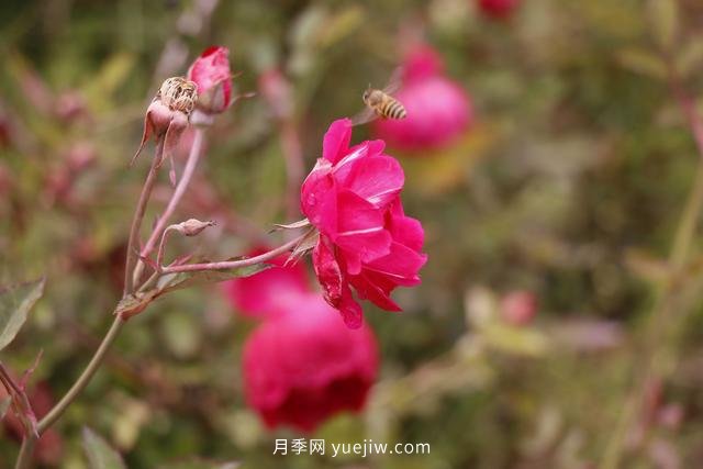 四川南允30萬株豐花月季盛開，千姿百態(tài)等您來賞(圖3)