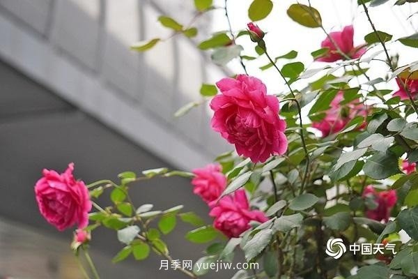 重慶街頭月季盛開，扮靚山城四月景觀(圖4)
