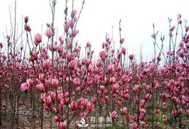 南召縣云陽玉蘭種植農民基地(圖1)