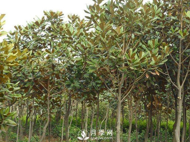 南召縣小店鄉(xiāng)苗木基地批發(fā)供應(yīng)紅白廣玉蘭五角楓(圖1)