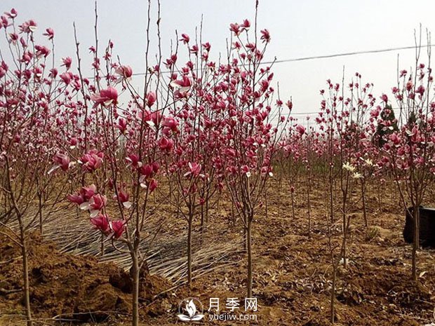 南召縣小店鄉(xiāng)苗木基地批發(fā)供應(yīng)紅白廣玉蘭五角楓(圖2)
