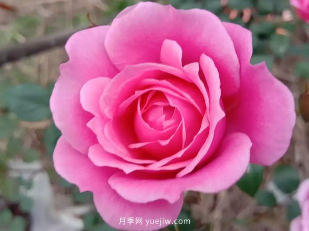 果汁陽臺(tái)，鈴之妖精，紅蘋果，表現(xiàn)好的三個(gè)月季品種(圖2)