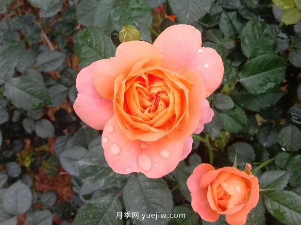果汁陽臺(tái)，鈴之妖精，紅蘋果，表現(xiàn)好的三個(gè)月季品種(圖1)