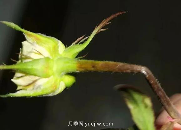 月季嫩枝花苞變彎，可能是莖蜂蟲害來了(圖1)