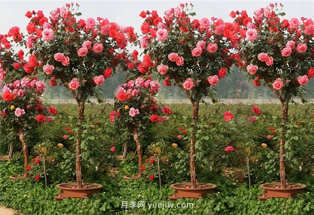 別的花不愛只養(yǎng)月季花，精挑細(xì)選了5個品種個個經(jīng)典(圖5)