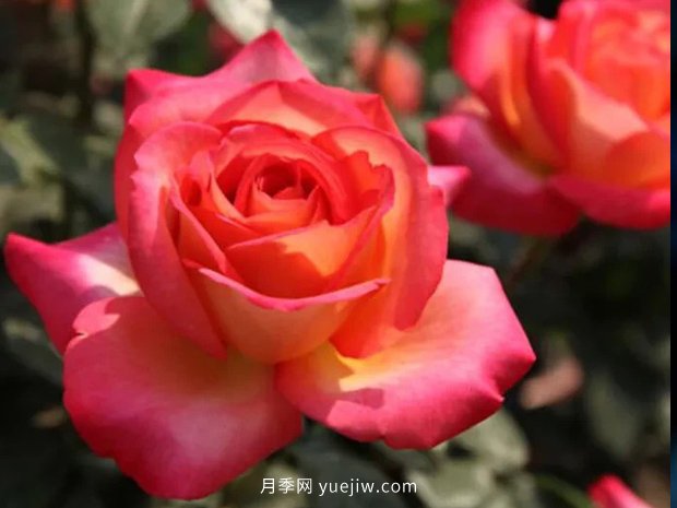 彩云花間人心醉，一起認(rèn)識彩云月季(圖2)