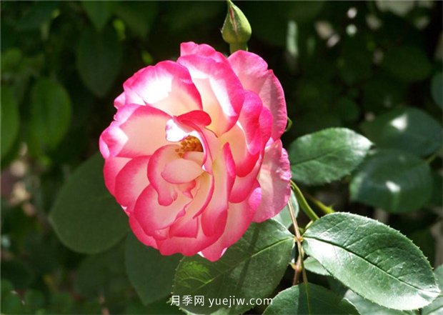 月季喜愛(ài)哪種肥料？春天雨水多要如何施肥？(圖1)