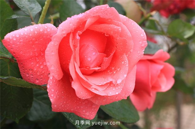 實測3款“識花小程序”，讓你再也不愁認錯花(圖1)