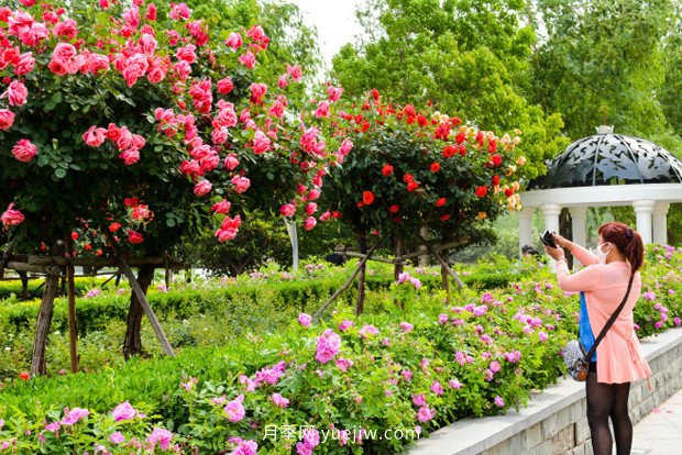 園林綠化中苗木種植施工與養(yǎng)護(hù)技術(shù)(圖1)