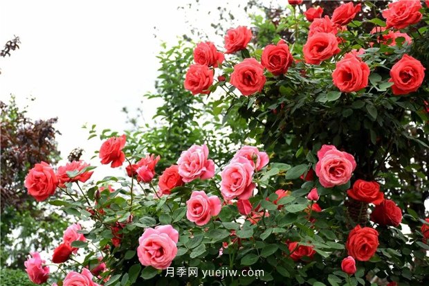 日漸火熱的“漂亮異樹(shù)”，你知道樹(shù)狀月季嗎？(圖3)