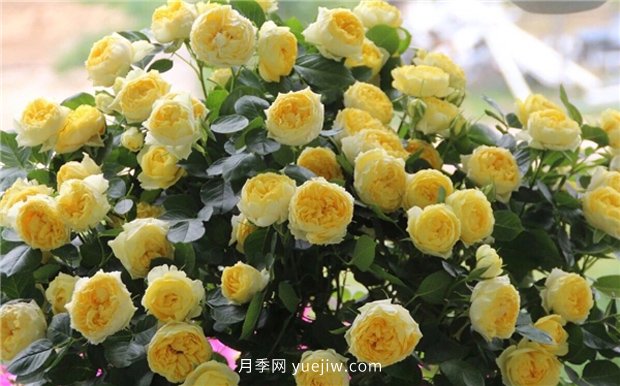 10大入門微型月季品種推薦，選這些微月就對(duì)了(圖1)