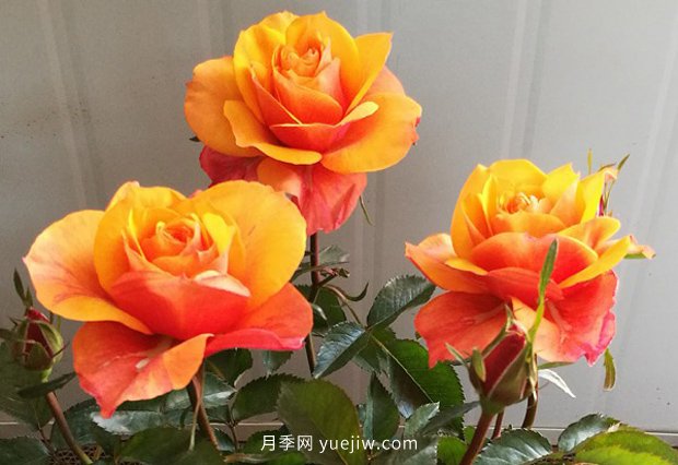 10大入門微型月季品種推薦，選這些微月就對(duì)了(圖2)