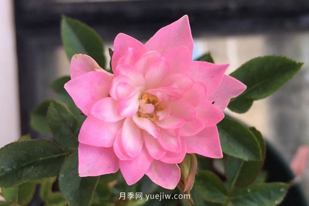 10大入門微型月季品種推薦，選這些微月就對(duì)了(圖3)