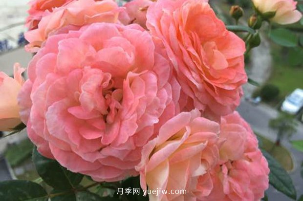 10大入門微型月季品種推薦，選這些微月就對(duì)了(圖5)