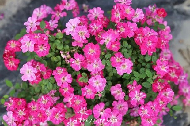 10大入門微型月季品種推薦，選這些微月就對(duì)了(圖6)