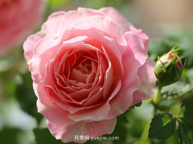 10大入門微型月季品種推薦，選這些微月就對(duì)了(圖8)