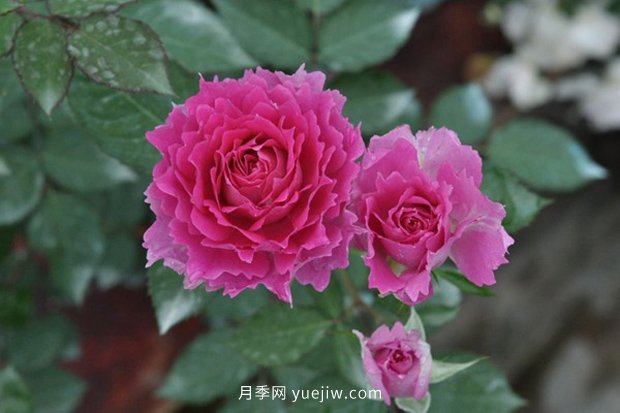 10大入門微型月季品種推薦，選這些微月就對(duì)了(圖9)