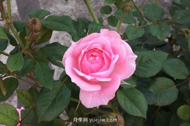 10大入門微型月季品種推薦，選這些微月就對(duì)了(圖4)