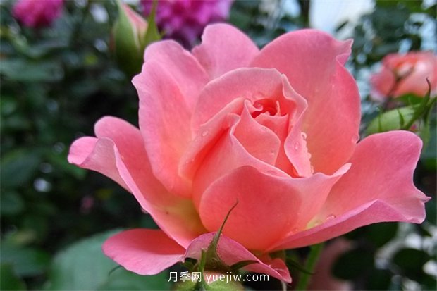 陽臺(tái)養(yǎng)棵香香公主月季，芳香王滿室飄香四季賞花(圖1)