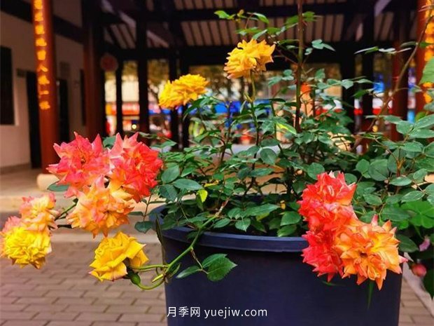 福州茶亭公園月季花開，芬芳美爆！(圖2)