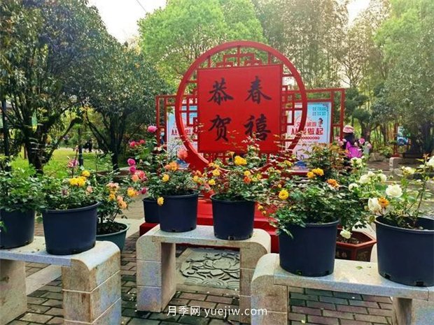 福州茶亭公園月季花開，芬芳美爆！(圖3)