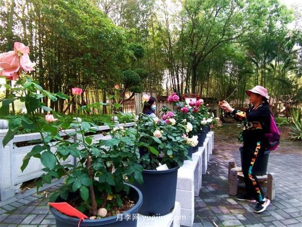 福州茶亭公園月季花開，芬芳美爆！(圖4)