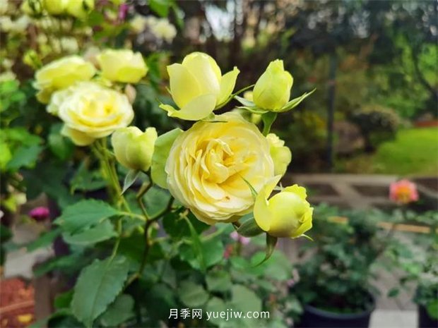 福州茶亭公園月季花開，芬芳美爆！(圖5)