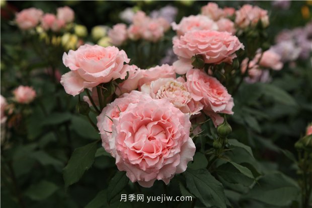 推薦一批少刺的月季品種，來看看吧(圖2)