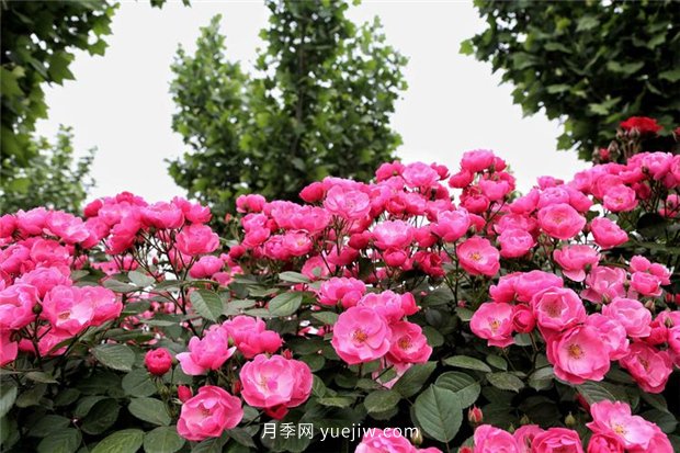 園林花木的分類知識，喬木、灌木、藤本(圖1)