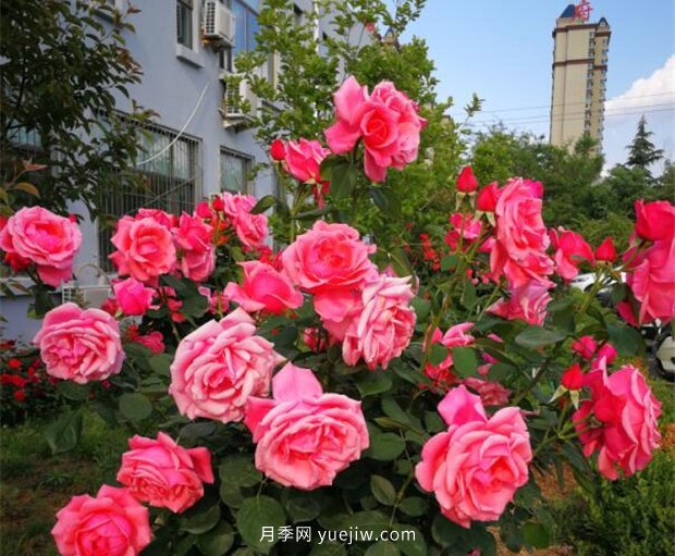 濟南月季景觀當屬唐冶街道月季樹(圖1)