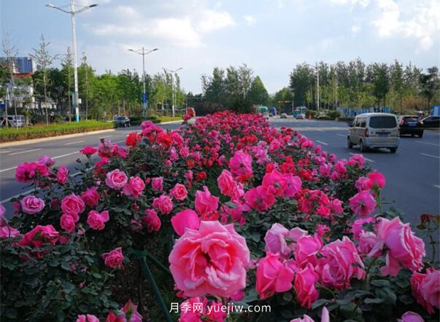 濟南月季景觀當屬唐冶街道月季樹(圖2)