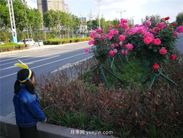 濟南月季景觀當屬唐冶街道月季樹(圖3)