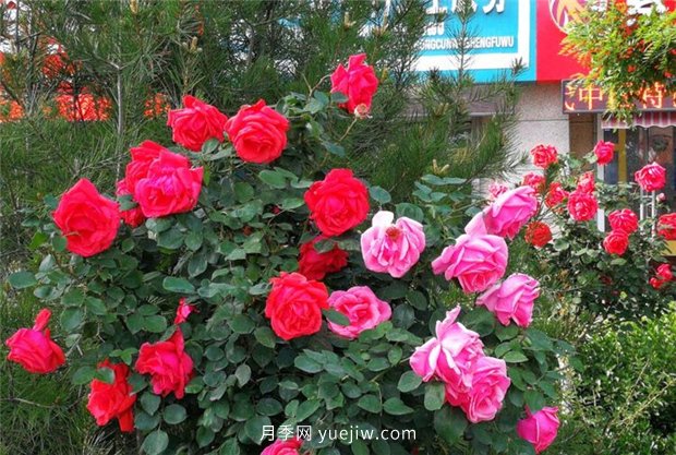 濟南月季景觀當屬唐冶街道月季樹(圖5)
