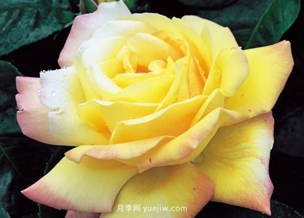 新手必備9個大花月季經(jīng)典品種，不可錯過的美人(圖2)